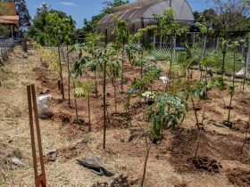 Macaé promove projeto de Miniflorestas Urbanas