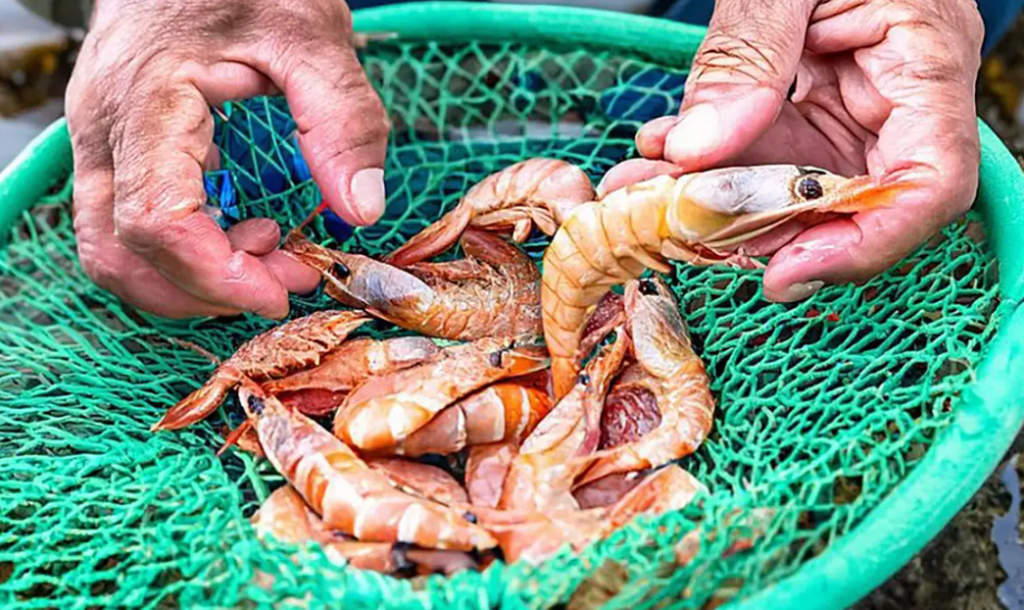 Defeso do camarão e piracema: Macaé inicia cadastro