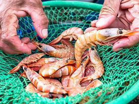 Defeso do camarão e piracema: Macaé inicia cadastro