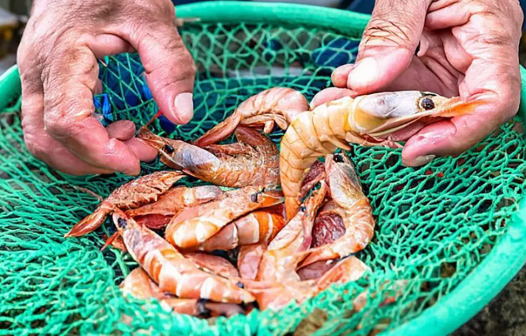 Defeso do camarão e piracema: Macaé inicia cadastro