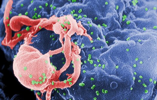 Novo Mecanismo nos Benefícios Cardiovasculares das Estatinas para HIV