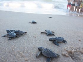 Soltura de tartarugas começa em São João Barra