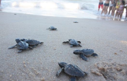 Soltura de tartarugas começa em São João Barra