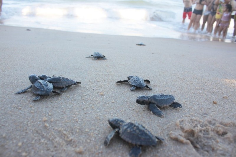 Soltura de tartarugas começa em São João Barra