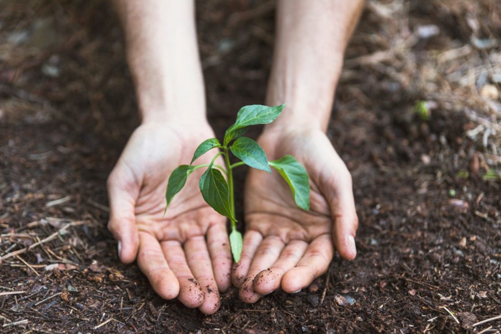 “Araruama Verde” faz distribuição gratuita de mudas de plantas