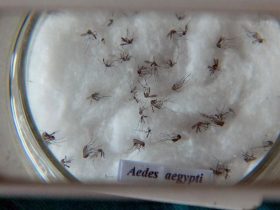 RJ e Niterói são pioneiras no controle do Aedes aegypti