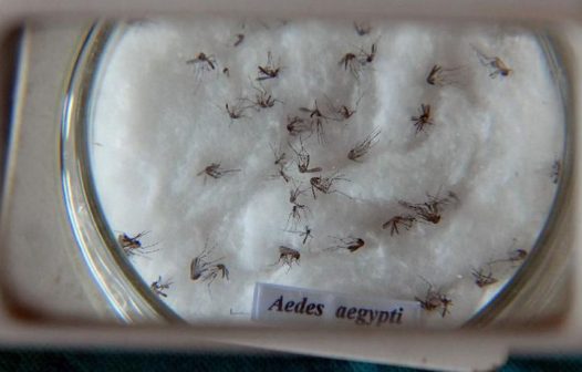 RJ e Niterói são pioneiras no controle do Aedes aegypti