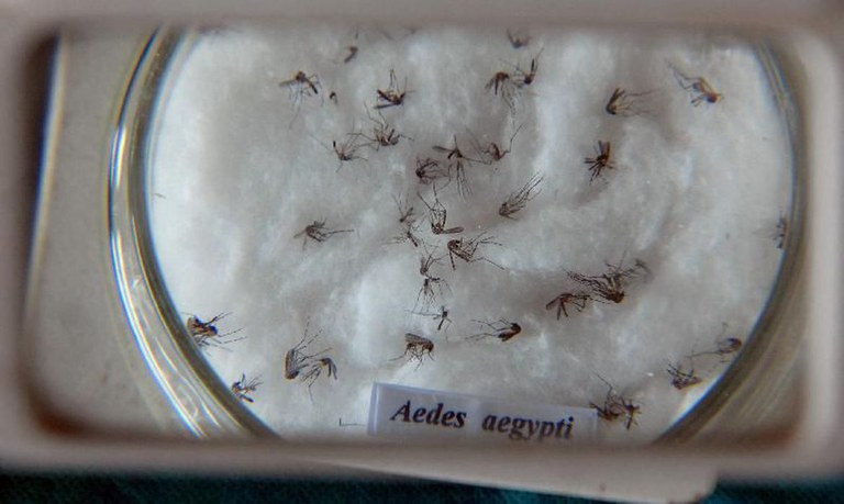 RJ e Niterói são pioneiras no controle do Aedes aegypti