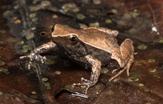 BioParque do Rio inicia projeto inédito para proteger espécie de rã