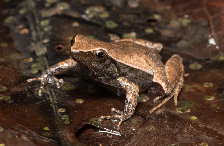 BioParque do Rio inicia projeto inédito para proteger espécie de rã