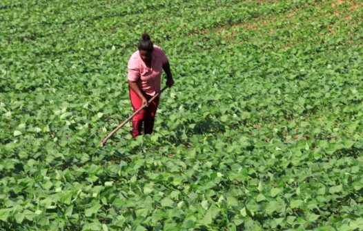 Projeto Feijão impulsiona produção rural em Rio das Ostras