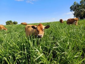 Protocolo fortalece agricultura sustentável no RJ