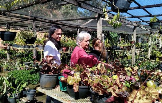 Vendas de flores devem crescer no Rio com o Dia das Mães