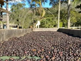 Expo Café Varre-Sai 2025 movimenta R$23 milhões