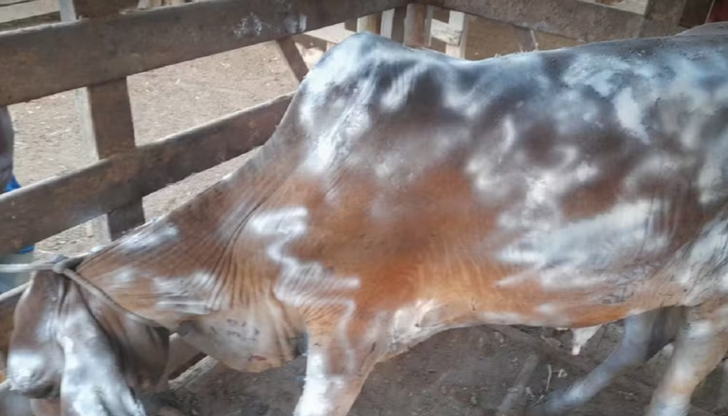 Queimadas em Natividade deixam dez animais feridos