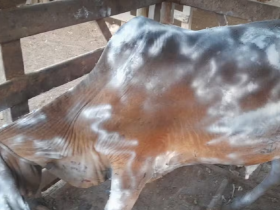 Queimadas em Natividade deixam dez animais feridos
