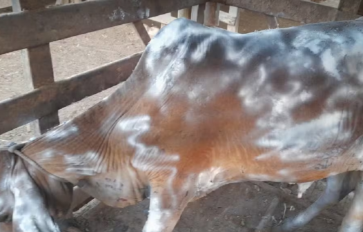 Queimadas em Natividade deixam dez animais feridos