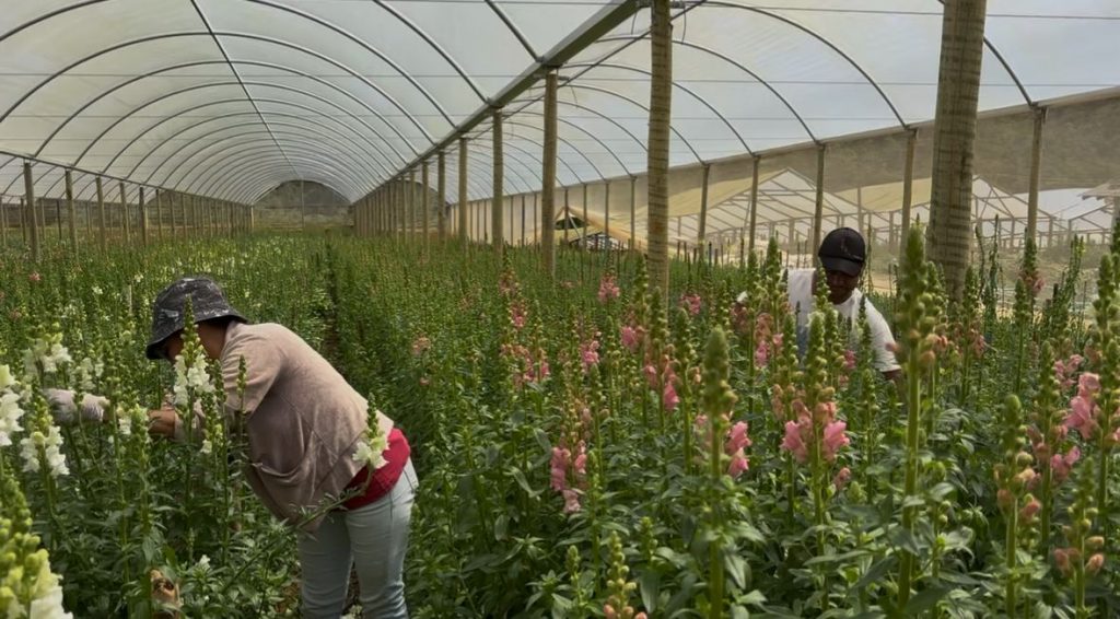 Primavera impulsiona floricultura no Rio de Janeiro