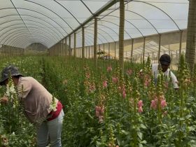 Primavera impulsiona floricultura no Rio de Janeiro