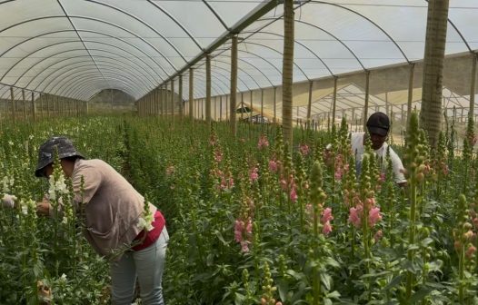 Primavera impulsiona floricultura no Rio de Janeiro