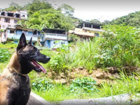 Treinamento com cães é reforçado em Petrópolis para buscas em deslizamentos