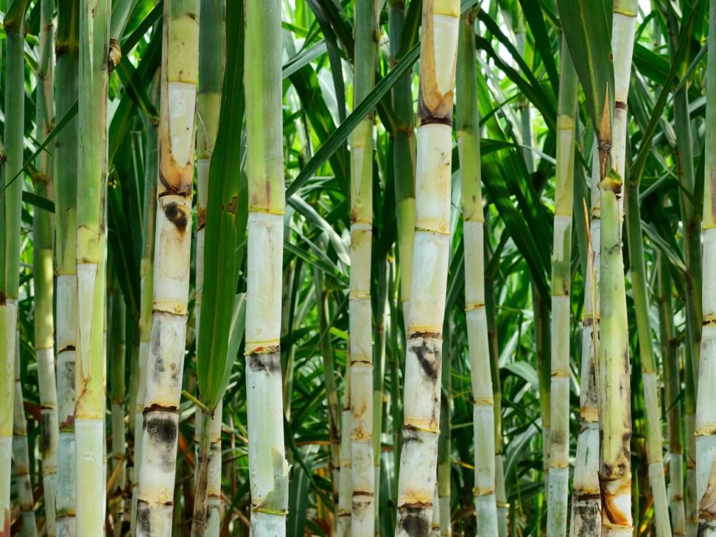 Dia do Cortador de Cana reforça importância da atividade no RJ