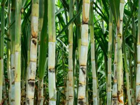 Dia do Cortador de Cana reforça importância da atividade no RJ