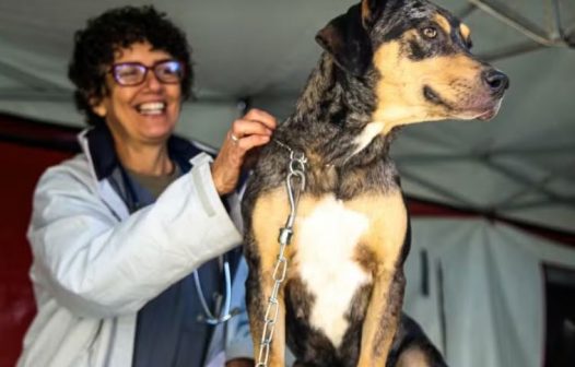 Cadastro para castração gratuita de cães e gatos é aberto em Petrópolis