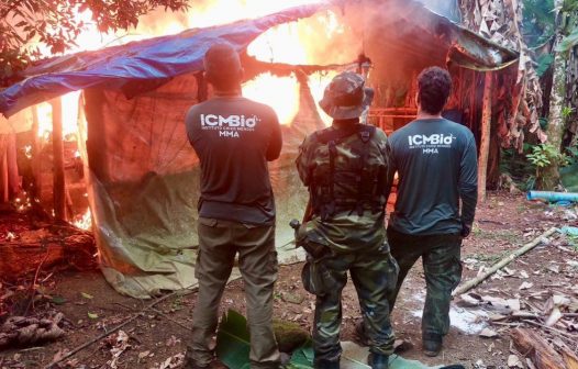 ICMBio e Prefeitura de Nova Iguaçu combatem extração ilegal de palmito