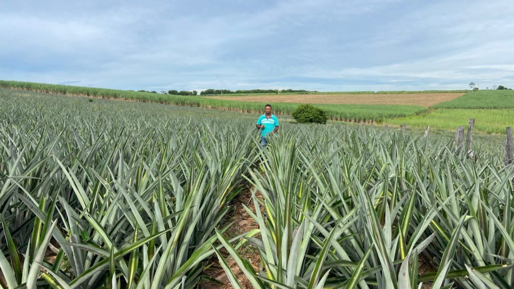 Produção de abacaxi fortalece a agricultura familiar no Rio