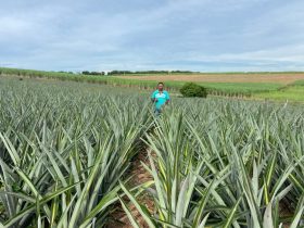 Produção de abacaxi fortalece a agricultura familiar no Rio