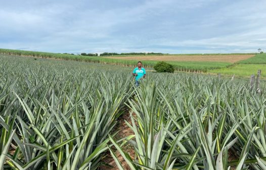 Produção de abacaxi fortalece a agricultura familiar no Rio