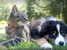 Feira de adoção de pets é realizada semanalmente em São Pedro da Aldeia