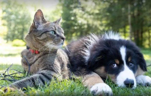 Feira de adoção de pets é realizada semanalmente em São Pedro da Aldeia