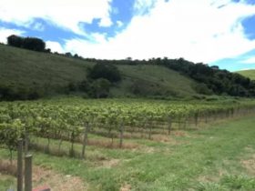 Crea Aqui 2026 destaca força da agronomia no desenvolvimento fluminense