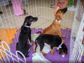 Cabo Frio promove feira de adoção de cães e gatos neste sábado (11)