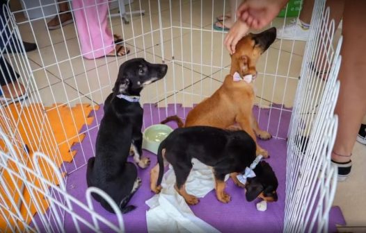 Cabo Frio promove feira de adoção de cães e gatos neste sábado (11)