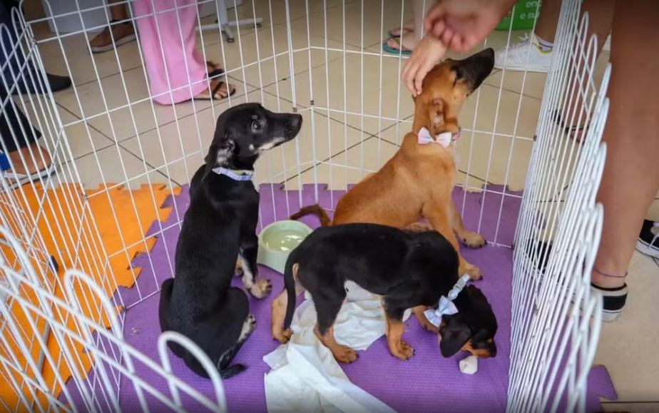 Cabo Frio promove feira de adoção de cães e gatos neste sábado (11)