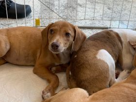 Evento incentiva adoção de cães e gatos no Shopping Nova Iguaçu