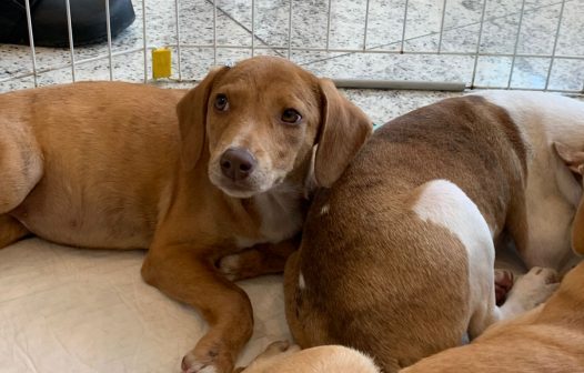 Evento incentiva adoção de cães e gatos no Shopping Nova Iguaçu