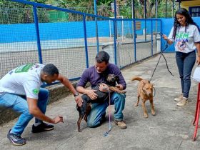 Petrópolis vacina mais de 4,3 mil animais contra a raiva