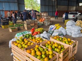 Agricultura de Campos dos Goytacazes entrega 13,2 toneladas pelo PAA