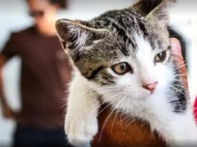 Cabo Frio promove feira de adoção animal neste sábado (9) no Centro