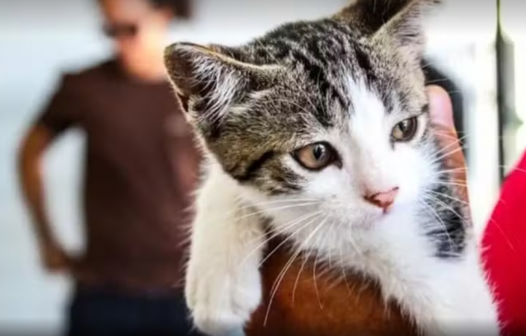 Cabo Frio promove feira de adoção animal neste sábado (9) no Centro