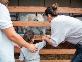 Equoterapia para pessoas neurodivergentes começa em Paracambi