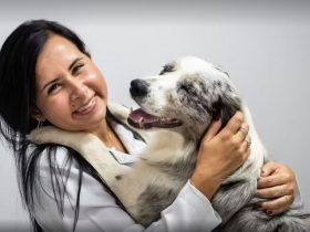 Pet Day Amigo Bicho terá feira de adoção e atrações gratuitas em Petrópolis