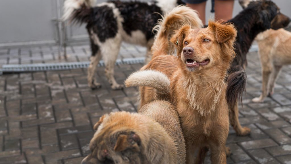 Nova Friburgo cria plano para proteção de animais em situações de desastres