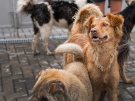Nova Friburgo cria plano para proteção de animais em situações de desastres