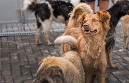Nova Friburgo cria plano para proteção de animais em situações de desastres