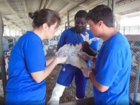 Treinamento sobre emergência sanitária avícola reúne profissionais em Teresópolis